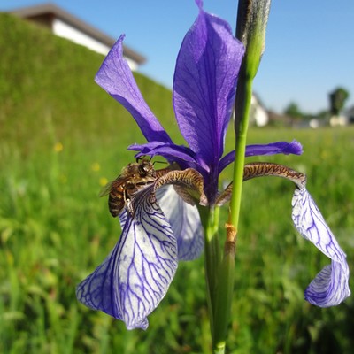 19 Irisblüte.jpg