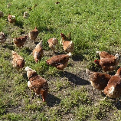 35 Lisilis Hühner.jpg